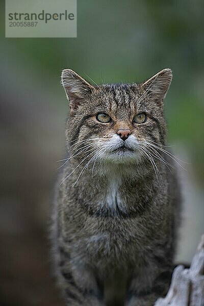 Europäische Wildkatze (Felis silvestris) erwachsenes Tierporträt  Großbritannien  Europa