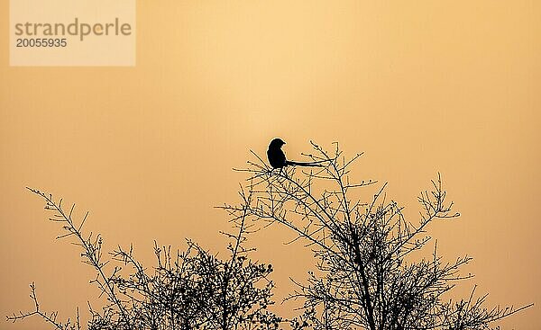 Silhouette vor stimmungsvollem Morgenrot  Sonnenaufgang  Kruger Nationalpark  Südafrika