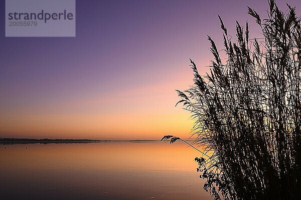 Sonnenuntergang am Dümmer See  See  Stille  Weite  Nacht  geheimnissvoll  Lembruch  Niedersachsen  Deutschland  Europa