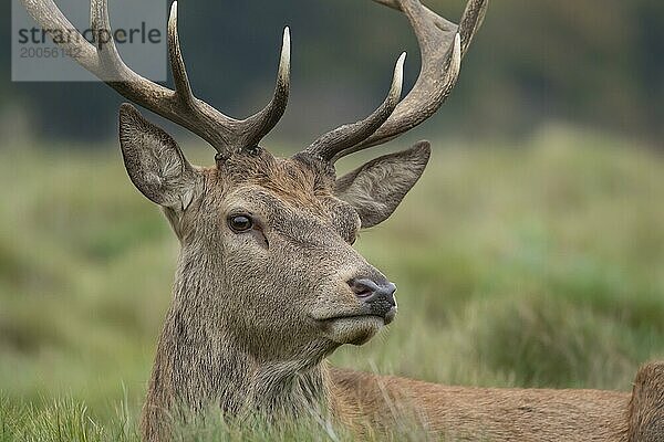 Rothirsch (Cervus elaphus) erwachsener männlicher Hirsch Tierporträt  England  Großbritannien  Europa