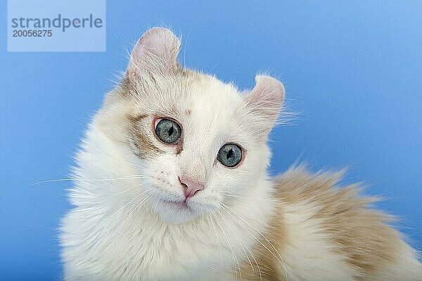 American-Curl Kitten  Alter 17 Wochen  Farbe seal torbie point mit weiß  Tierportrait  Studioaufnahme