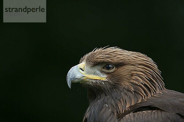 Steinadler (Aquila chrysaetos) erwachsener Vogel Kopf Portrait  England  Großbritannien  Europa