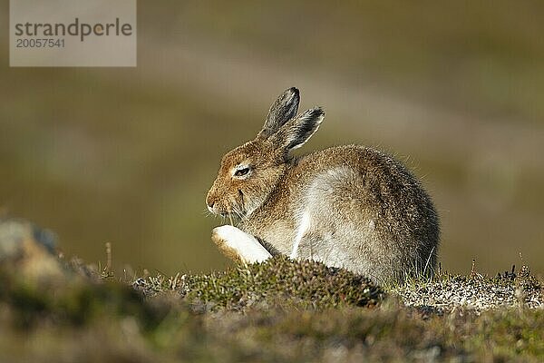 Schneehase (Lepus timidus) erwachsenes Tierporträt  Schottland  Großbritannien  Europa