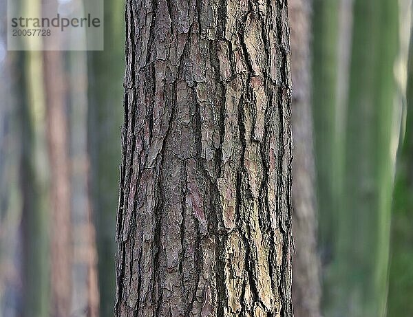 Waldkiefer (Pinus sylvestris) Ausschnitt des Stammes vor anderen Baumstämmen  Spiel mit Tiefenschärfe und unterschiedlichen Strukturen und Farben  Oberbayern  Bayern  Deutschland  Europa