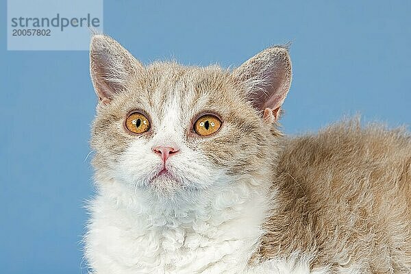 Rassekatze Selkirk Rex  Kitten  Alter 10 Wochen  Farbe lilac mackerel tabby white  Tierportrait  Studioaufnahme