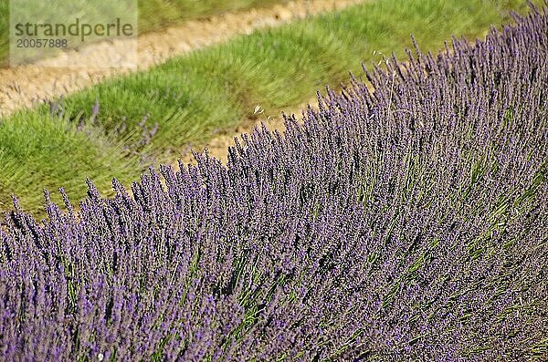 Lavendelfeld Ernte  lavender field harvest 19