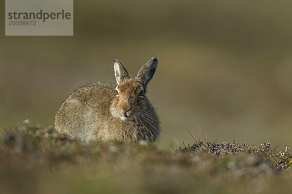 Schneehase (Lepus timidus)  erwachsenes Tier  ruhend auf einem Bergkamm  Schottland  Großbritannien  Europa