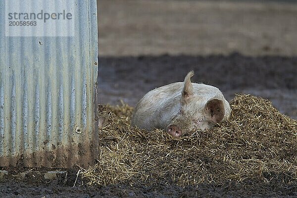 Hausschwein (Sus scrofa domesticus)  erwachsenes Nutztier  das neben seinem Schweinestall auf Heu ruht  England  Großbritannien  Europa