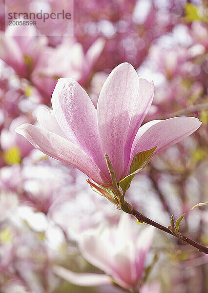 Nahaufnahme eines Magnolienbaums mit rosa Blüten