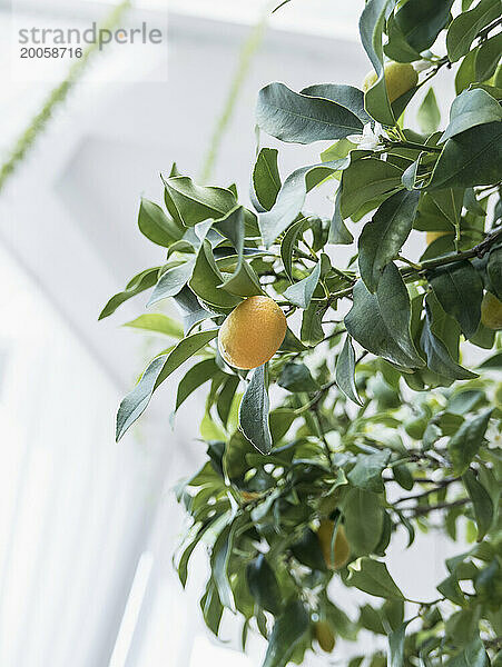 Nahaufnahme der Kumquat-Pflanze