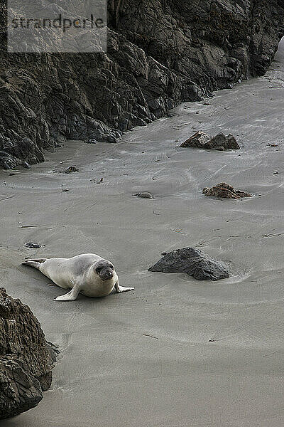 Kalifornischer Seelöwe am Strand