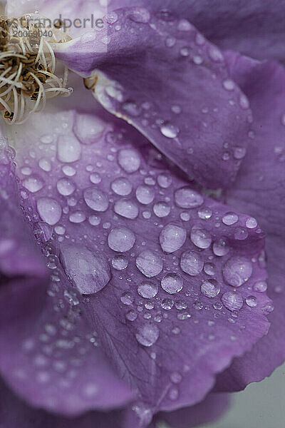 Wassertropfen auf lila Rosenblättern