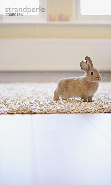 Braunes Kaninchen steht auf Teppich