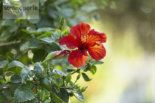 Nahaufnahme einer schönen roten Hibiskusblüte in voller Blüte