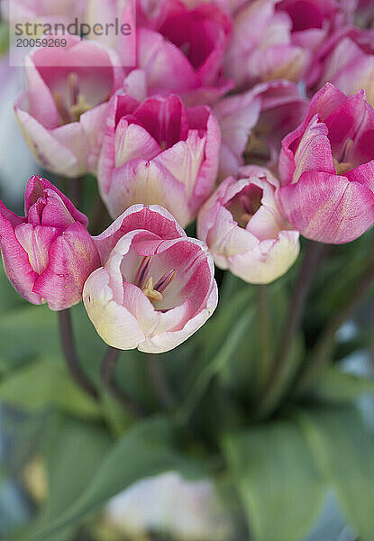 Nahaufnahme von rosa Tulpen  Tulipa