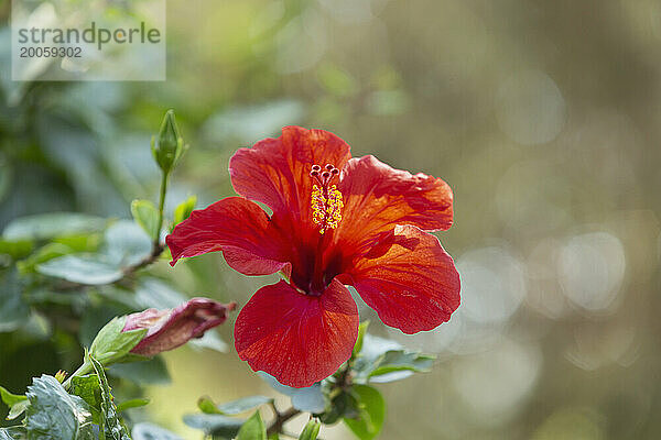 Nahaufnahme einer schönen roten Hibiskusblüte in voller Blüte