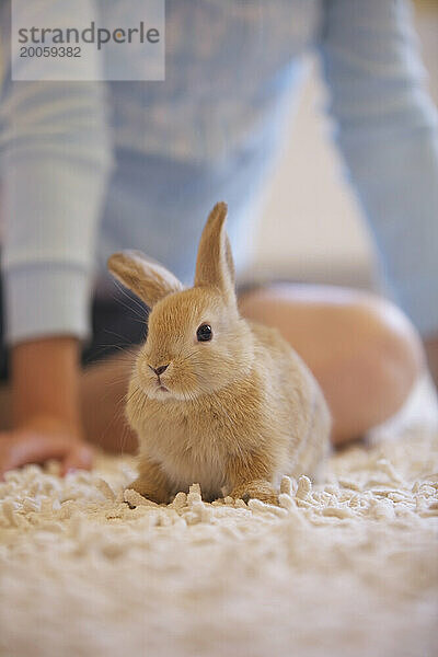 Kaninchen kauert auf Teppich
