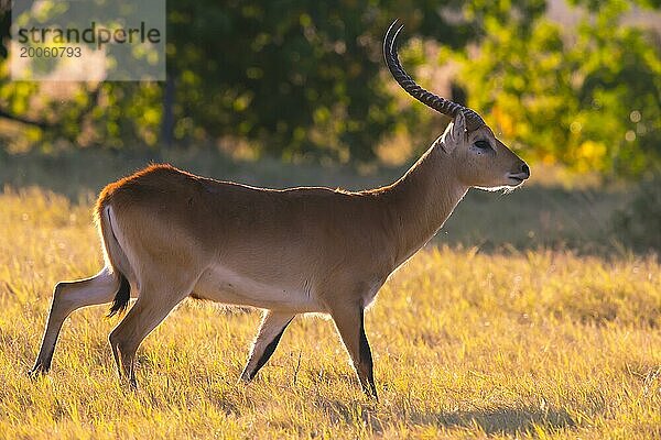 Moorantilope (Kobus leche) ml  Okavango Delta  Botswana  Okavando Delta  Botswana  Afrika