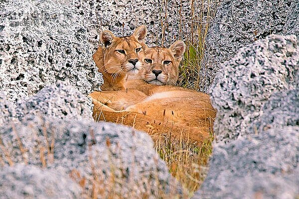 Puma (Felis concolor patagonica) wbl. Torres del Paine NP  Chile  erwachsene Jungpuma  Torres del Paine NP  Südamerika