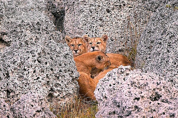 Puma (Felis concolor patagonica) wbl. Torres del Paine NP  Chile  erwachsene Jungpuma  Torres del Paine NP  Südamerika