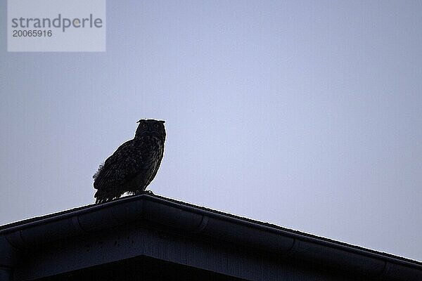 Uhu (Bubo bubo)  adultes Männchen  sitzt auf dem Dach eines alten Industriegebäudes  als Silhouette  Zeche Ewald  Herten  Ruhrgebiet  Nordrhein-Westfalen  Deutschland  Europa