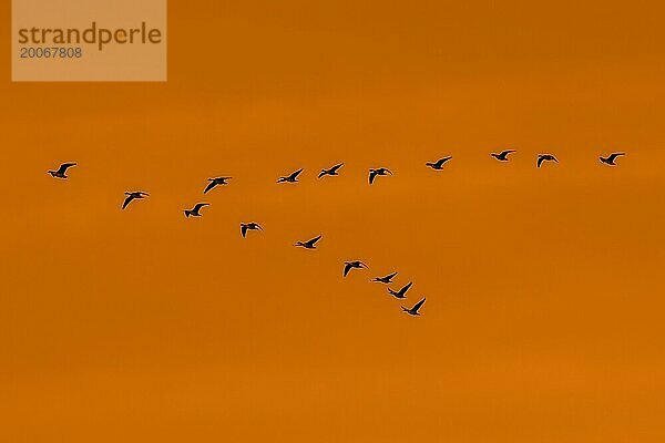 Schwarm Blässgänse (Anser albifrons) in V Formation fliegend  Silhouette gegen orangefarbenen Abendhimmel im Winter