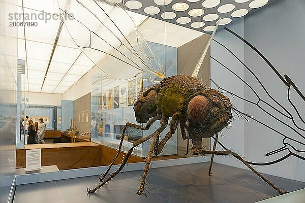 Das 1912 gegründete Deutsche Hygiene-Museum ist ein Museum in Dresden. Es versteht sich als ein öffentliches Forum für Wissenschaft  Kultur und Gesellschaft. Drosophila melanogaster  Fruchtfliege in 500 facher Vergrösserung
