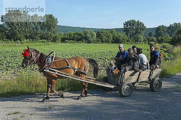 Personen in einer Pferdekutsche genießen die Fahrt durch eine ländliche Gegend an einem sonnigen Tag  Golyamo Novo  Targowischte  Bulgarien  Europa
