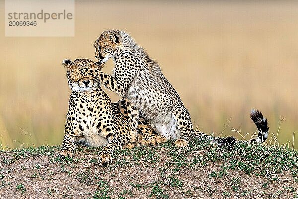 Gepardin und Jungtier spielen zusammen  Maasai Mara  Kenya