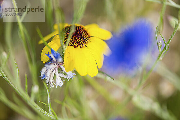 Wunderschöne wilde Blumen auf einer Wiese im Sommer. Blüte in voller Blüte.