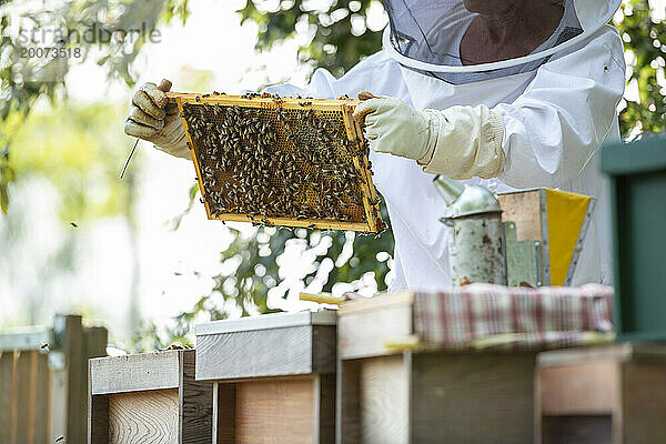Ein Paar  männlich und weiblich  kümmert sich um seinen Bienenstock am Fuße seines Gartens  um Honig zu holen. Inspizieren Sie den Bienenstock und stellen Sie sicher  dass es der Königin gut geht.