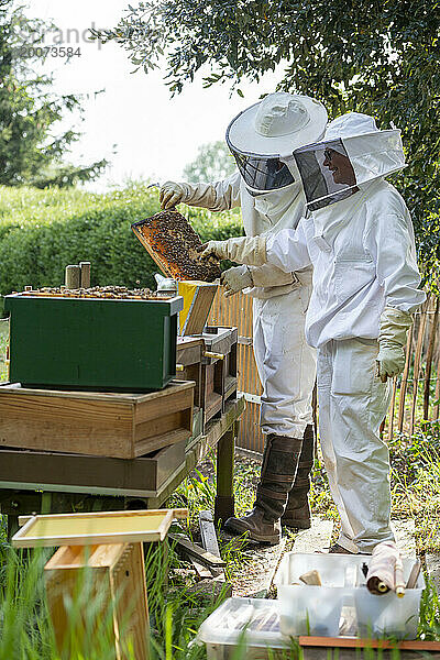 Ein Paar  männlich und weiblich  kümmert sich um seinen Bienenstock am Fuße seines Gartens  um Honig zu holen.