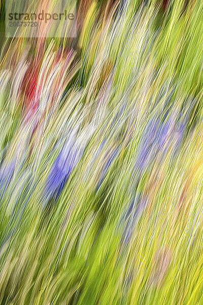 Wunderschöne wilde Blumen auf einer Wiese im Sommer. Blüte in voller Blüte.