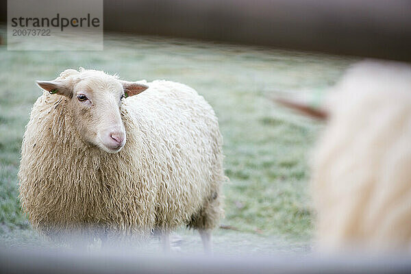 Schöner Wintermorgen auf einer Schaffarm in den Niederlanden. Frost auf dem Boden