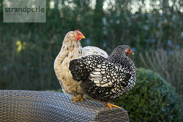 Niederlande  15.02.2019 – Das Haus ist noch nicht geöffnet. Het zijn scharrelkippen the ook nog eieren leggen. Foto: Patricia Rehe / Hollandse Hoogte