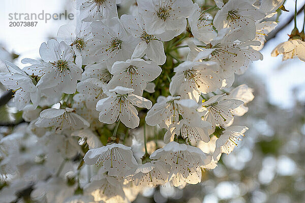 Wunderschöne Blüte an einem Baum  während die Sonne scheint