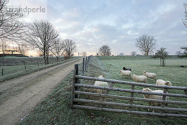 Schöner Wintermorgen auf einer Schaffarm in den Niederlanden. Frost auf dem Boden