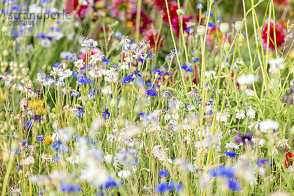 Wunderschöne Wildblumen im Hochsommer auf einer wilden Wiese.