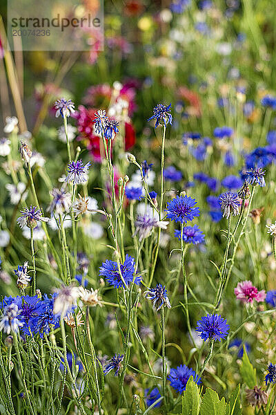 Wunderschöne wilde Blumen auf einer Wiese im Sommer. Blüte in voller Blüte.