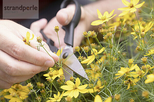 Hände schneiden einen Strauch im Garten