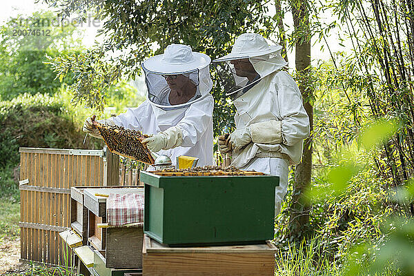 Ein Paar  männlich und weiblich  kümmert sich um seinen Bienenstock am Fuße seines Gartens  um Honig zu holen. Inspektion des Bienenstocks