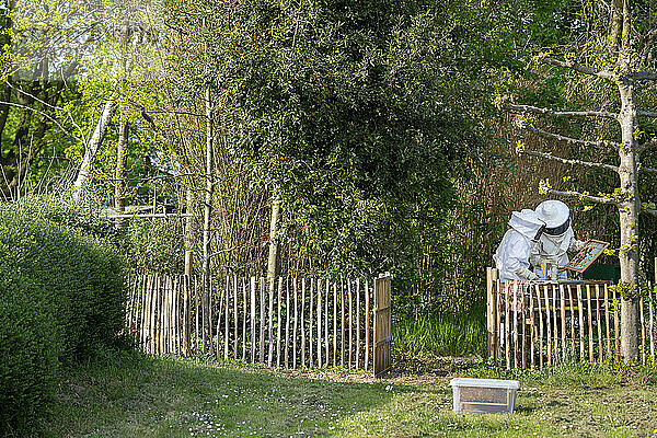 Ein Paar  männlich und weiblich  kümmert sich um seinen Bienenstock am Fuße seines Gartens  um Honig zu holen.