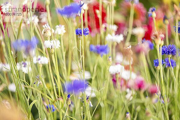 Wunderschöne wilde Blumen auf einer Wiese im Sommer. Blüte in voller Blüte.