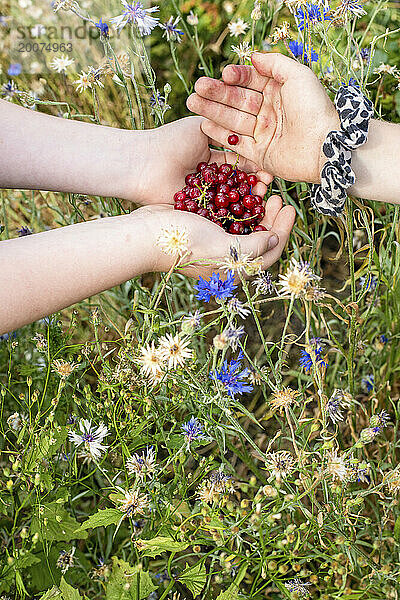 Junges Mädchen hält Beeren in der Hand  die sie aus ihrer Parzelle gepflückt hat. Frische Produkte direkt aus dem Garten