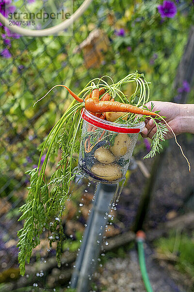 Junges Mädchen hält Gemüse in der Hand  das sie aus ihrer Parzelle gepflückt hat. Frische Produkte direkt aus dem Garten