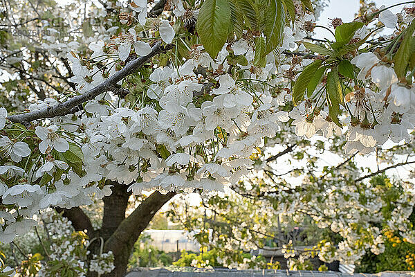 Wunderschöne Blüte an einem Baum  während die Sonne scheint