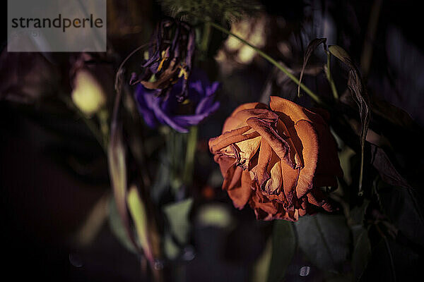 Schöne Blumen sitzen in einer Vase auf einem Tisch. Blumenarrangement aus getrockneten und frischen Blumen