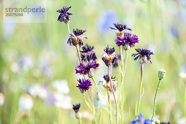 Wunderschöne wilde Blumen auf einer Wiese im Sommer. Blüte in voller Blüte.