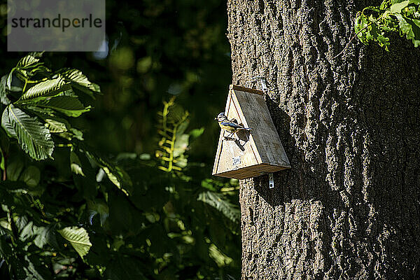 Vogelhäuschen an einem Baum im Wald im Sommer befestigt. Kleiner Vogel mit dem Kopf aus dem Fenster