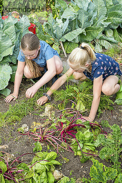 Zwei junge Mädchen  Schwestern im Garten ihrer Mutter  jäten Unkraut und pflücken frisches Gemüse für das Mittagessen